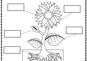 Label Plant Cell Worksheet with Plant Labeling Worksheet Freebie Teach Your Students About the