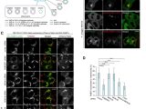 Laboratory Apparatus Worksheet together with Endosomal Rab Cycles Regulate Parkin Mediated Mitophagy