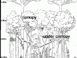 Layers Of the Rainforest Worksheet Also Greenfieldgeography Igcse and Gcse Weather Climate and