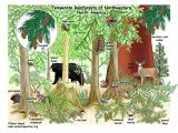 Layers Of the Rainforest Worksheet with Elementary south International School Science 1 B