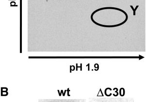 Leaf Chromatography Lab Worksheet Also Host Mediated Phosphorylation Of Type Iii Effector Avrpto Promotes