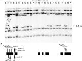 Leaf Chromatography Lab Worksheet Also Small Kernel2 Encodes A Glutaminase In Vitamin B6 Biosynthesis
