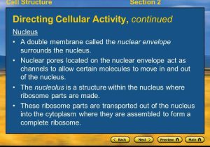Lesson 7.2 Cell Structure Worksheet Answers Along with Cell Structuresection 2 Key Ideas What Does the Cytoskeleton Do How