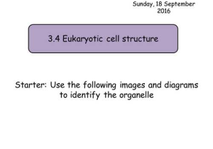 Lesson 7.2 Cell Structure Worksheet Answers with M Est S Shop Teaching Resources Tes