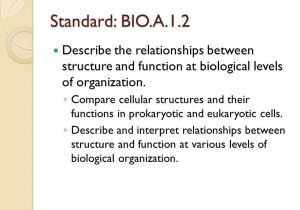 Levels Of Biological organization Worksheet Along with Keystone Quizzo Module A Ppt