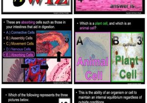 Levels Of Biological organization Worksheet Also 57 Best Unit 5 Cells Images On Pinterest