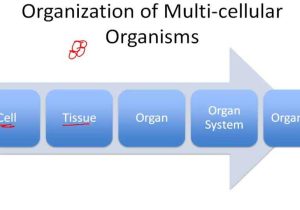 Levels Of Biological organization Worksheet and organization Of Living Things