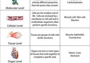 Levels Of Biological organization Worksheet or 808 Best Biology Classroom Images On Pinterest