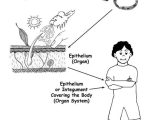 Levels Of organization Worksheet Answers Also Levels Of organization In the Body Cells to organisms" Exploring