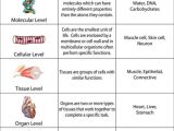 Levels Of organization Worksheet Answers and Biology Worksheets College