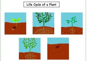 Life Plan Worksheet as Well as Mrs Egea S Class Unit 8 Plants