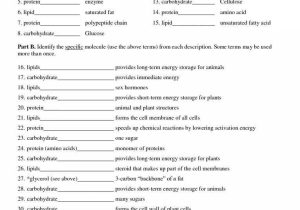 Macromolecules Worksheet Answer Key with Worksheets 48 Awesome Cell organelles Worksheet Hd Wallpaper