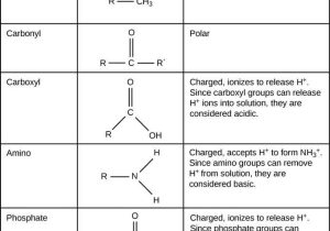 Macromolecules Worksheet Answers and Carbon
