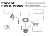 Main Idea and Details Worksheets Along with Food Chain and Food Web Worksheet Worksheets Tutsstar Thou