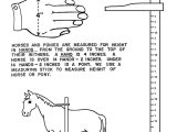 Measure Up Worksheet as Well as Horse Camp Worksheets Horses Pinterest