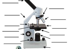 Measuring with A Microscope Worksheet Along with 16 Best Parts Of the Microscope Images On Pinterest