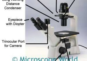 Measuring with A Microscope Worksheet or 16 Best Parts Of the Microscope Images On Pinterest