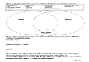 Meiosis 1 and Meiosis 2 Worksheet Along with Biology Archive May 15 2017