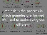 Meiosis 1 and Meiosis 2 Worksheet Answer Key Along with Cell Division by Audrey Roberts