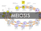 Meiosis 1 and Meiosis 2 Worksheet Answer Key Along with Meosis 1 and 2 Bing Images