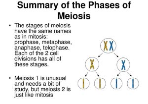 Meiosis 1 and Meiosis 2 Worksheet Answer Key Also Summary Of Prophase Bing Images