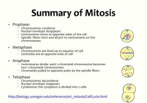 Meiosis 1 and Meiosis 2 Worksheet Answer Key and 25 Cell Cycle and Mitosis Ppt