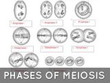 Meiosis 1 and Meiosis 2 Worksheet Answer Key and Bio by Stephanie Dolmos