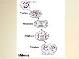 Meiosis 1 and Meiosis 2 Worksheet Answer Key and Diagram Sel Kromosom Gallery How to Guide and Refrence