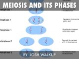 Meiosis 1 and Meiosis 2 Worksheet Answer Key and Meiosis by Josh Walkup