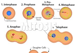 Meiosis 1 and Meiosis 2 Worksheet Answer Key as Well as Mitosis by Chris Logan