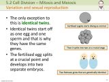 Meiosis 1 and Meiosis 2 Worksheet Answer Key together with Cell Division Mitosis and Meiosis ask A Biologist Cauteh