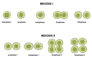 Meiosis 1 and Meiosis 2 Worksheet Answer Key together with Cuadros Sinpticos sobre Mitosis Y Meiosis Diferencias Cua