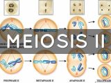 Meiosis 1 and Meiosis 2 Worksheet Answer Key with Meisosis by Mason Brace