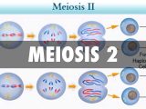 Meiosis 1 and Meiosis 2 Worksheet Answer Key with Meosis 1 and 2 Bing Images