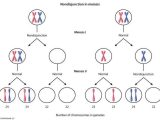 Meiosis 1 and Meiosis 2 Worksheet as Well as 283 Best Genetics & Genomics Images On Pinterest