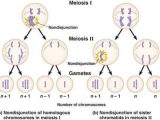 Meiosis 1 and Meiosis 2 Worksheet as Well as What is Non Disjunction and During What Stage S Of Meiosis It Occur