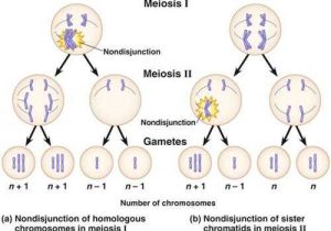 Meiosis 1 and Meiosis 2 Worksheet as Well as What is Non Disjunction and During What Stage S Of Meiosis It Occur