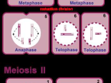 Meiosis 1 and Meiosis 2 Worksheet or Meiosis is A 2 Stage Process In Meiosis I the Diploid Cell Divides
