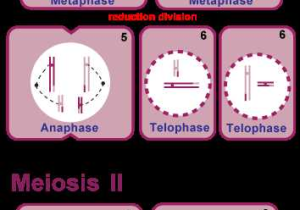 Meiosis 1 and Meiosis 2 Worksheet or Meiosis is A 2 Stage Process In Meiosis I the Diploid Cell Divides