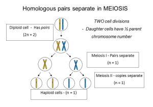 Meiosis 1 and Meiosis 2 Worksheet together with Meiosis Ch 8 Cells for Ual Reproduction Meiosis for Ual