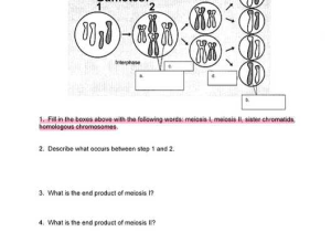 Meiosis 1 and Meiosis 2 Worksheet with Biology Archive May 15 2017