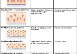 Membrane Structure and Function Worksheet and 4 2 Epithelial Tissue – Anatomy and Physiology