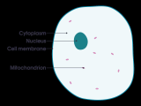 Membrane Structure and Function Worksheet as Well as File Simple Diagram Of Animal Cell En G Wikimedia
