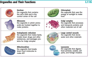 Membrane Structure and Function Worksheet or Yr9 topic 2 Cells Amazing World Of Science with Mr Green