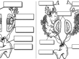Membrane Structure and Function Worksheet together with Student Guide to the Frog Dissection