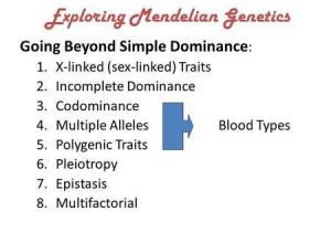 Mendelian Genetics Worksheet and Finishing Up Mendelian Genetics Aim How Can Our Genes Affect Our