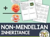 Mendelian Genetics Worksheet Answer Key Also Multiple Allels Teaching Resources