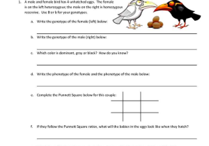 Mendelian Genetics Worksheet Answer Key with Gregor Mendel Genetics Worksheet Choice Image Worksheet Math for Kids