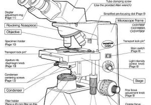 Microscope Labeling Worksheet Along with the Microscope