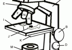 Microscope Labeling Worksheet and Intro to Parts Of A Microscope Has Great Questions